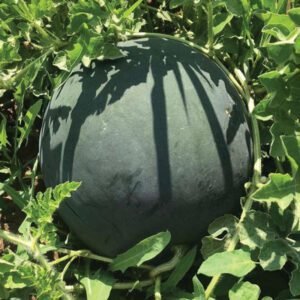 Кавун Баронеса F1, 5шт