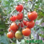 Томат Чері Блоссом F1, 10шт Томат Чері Блоссом F1, 10шт