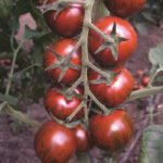 Томат Тайгер F1, 5шт