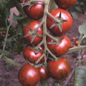 Томат Тайгер F1, 5шт