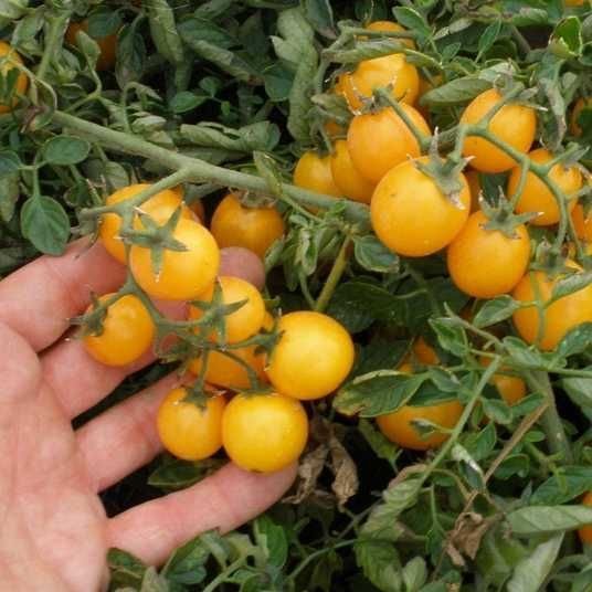 Томат Мінікін F1, 10шт