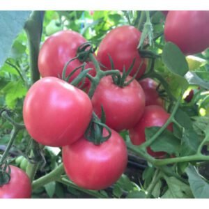 Томат Пінк Світнес F1, 10шт