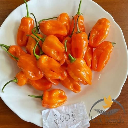 Перець гострий 6001 F1, 10шт