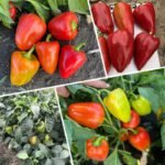 Перець Кольт F1, 10шт