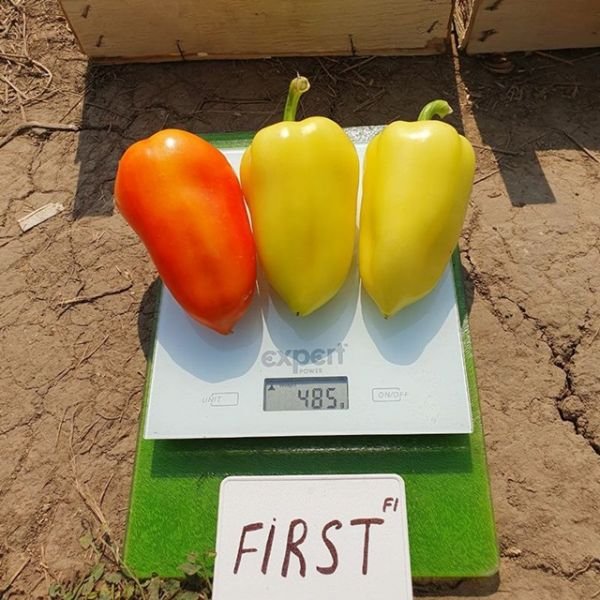 Перець Фьорст F1, 5шт