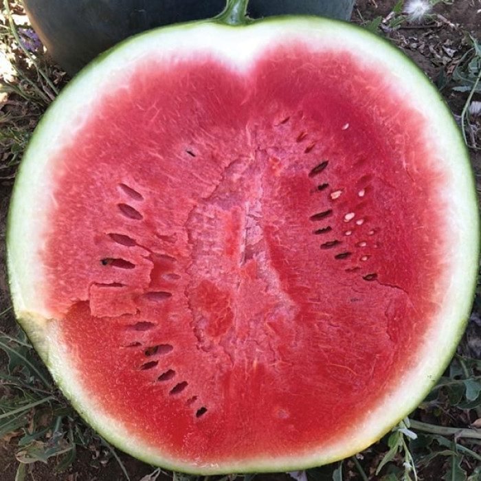 Кавун Баронеса F1, 5шт