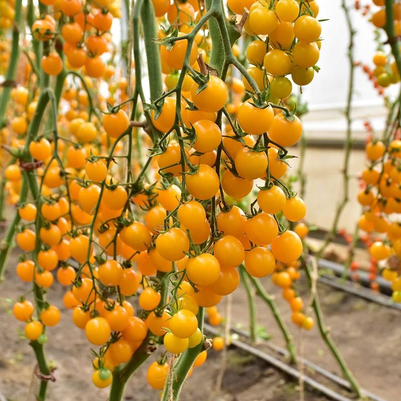 Томат Стар Голд F1, 5шт