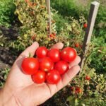 Томат Чері Блоссом F1, 10шт Томат Чері Блоссом F1, 10шт