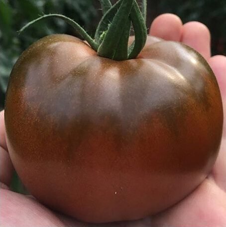 Томат Блек Стайл F1, 5шт