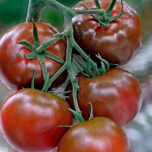 Томат Сашер F1, 5шт