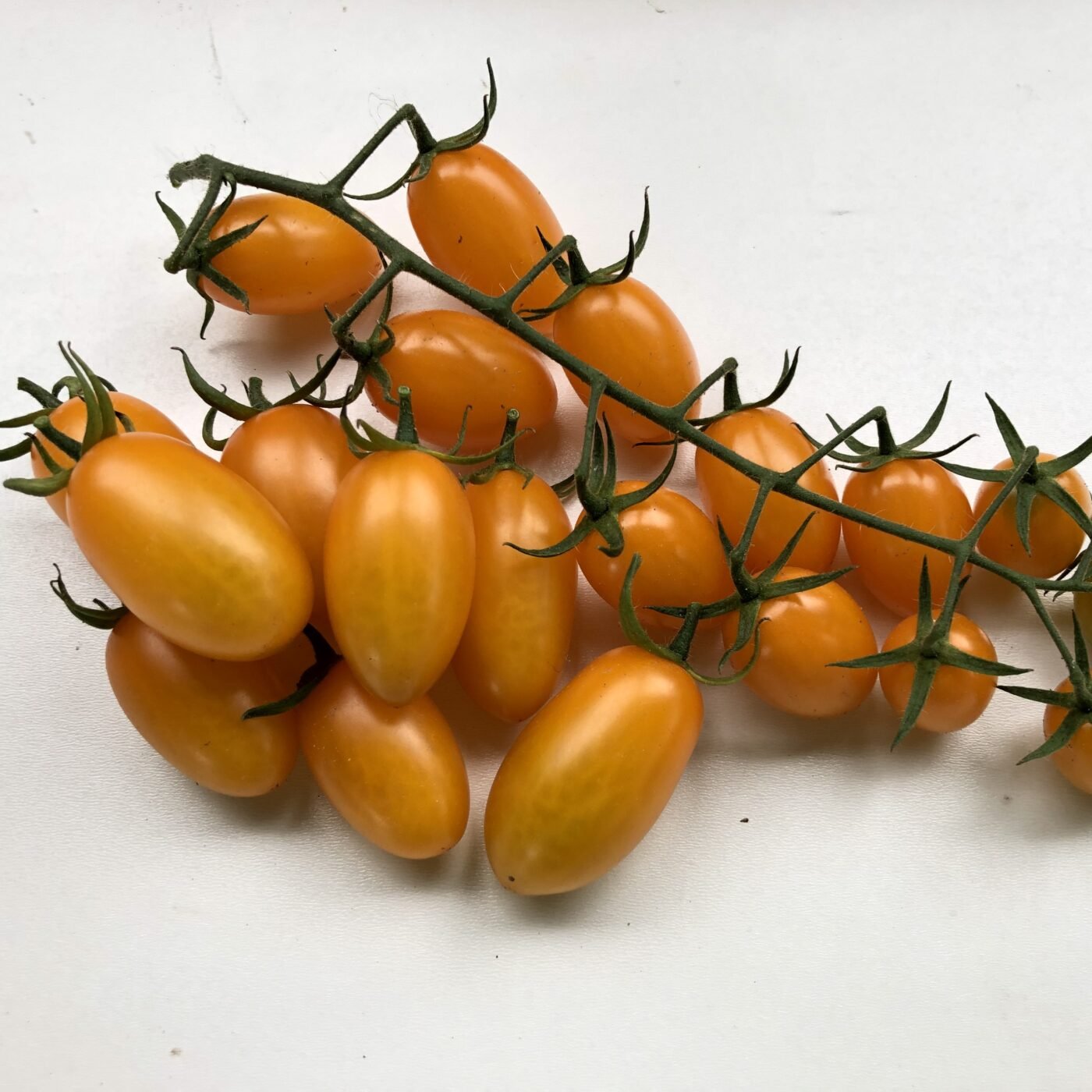 Томат Мінікін F1, 10шт Томат Мінікін F1, 10шт