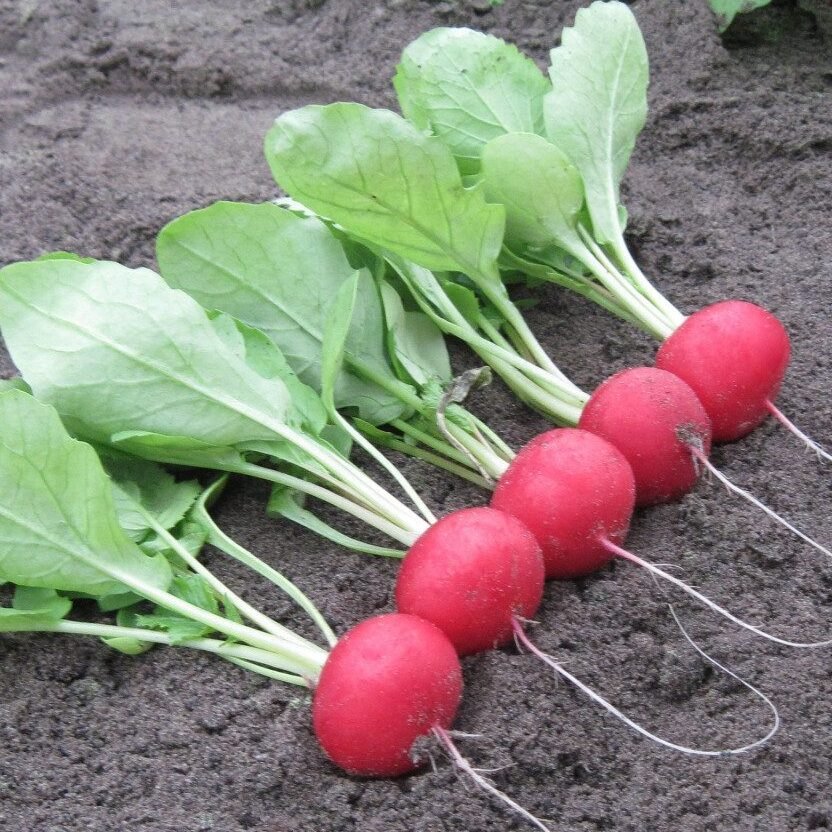 Редис Аутелла F1 3г