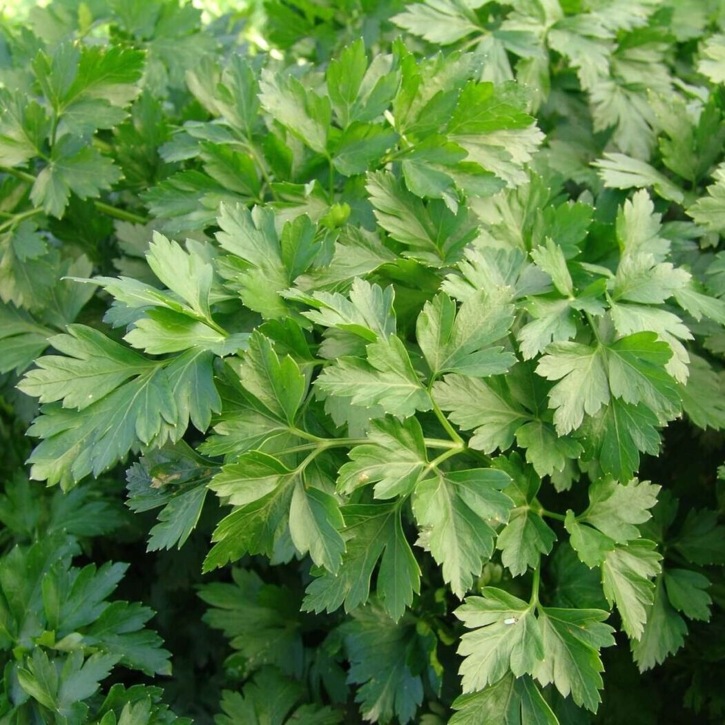 Петрушка Фест Петрушка Фест