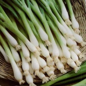 Цибуля на перо Байкал 1г