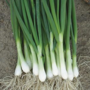 Цибуля на перо Параде 1г