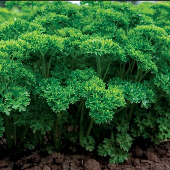 Петрушка Катінка 2г