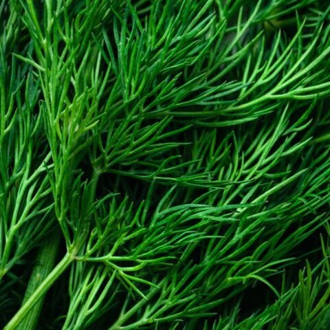 Кріп Пахучий 5г