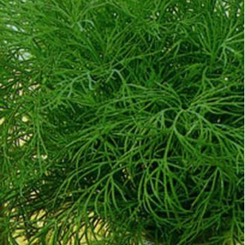 Кріп Мамонт 4г