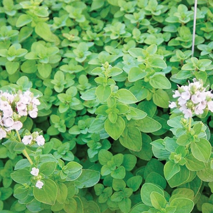 Орегано Марієтта 0.5г