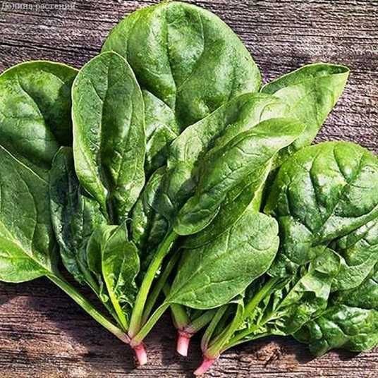 Шпинат Матадор 3.5г