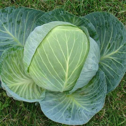 Капуста Центуріон F1, 10 шт