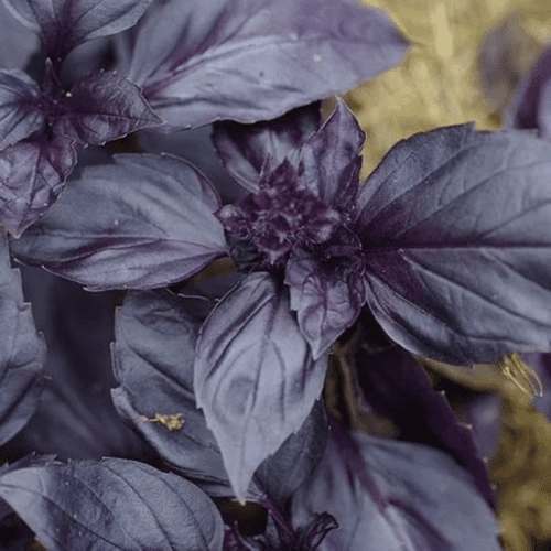 Базилік Ред Рубін 1г