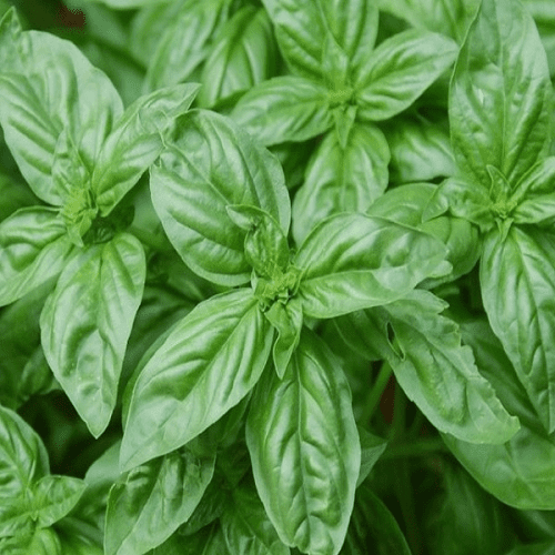 Базилік Містер Барнс 1г