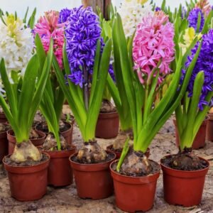 Гіацинти в горщику, набір 5 шт Гіацинти в горщику, набір 5 шт