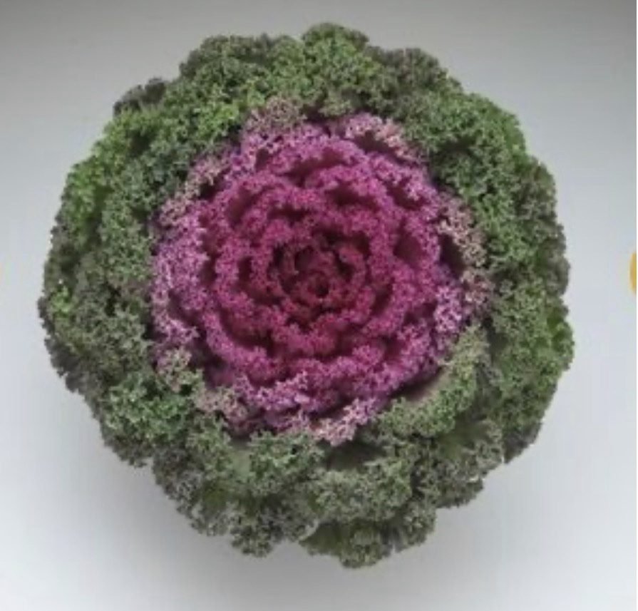 Декоративна капуста Kamome F1 Bright Red