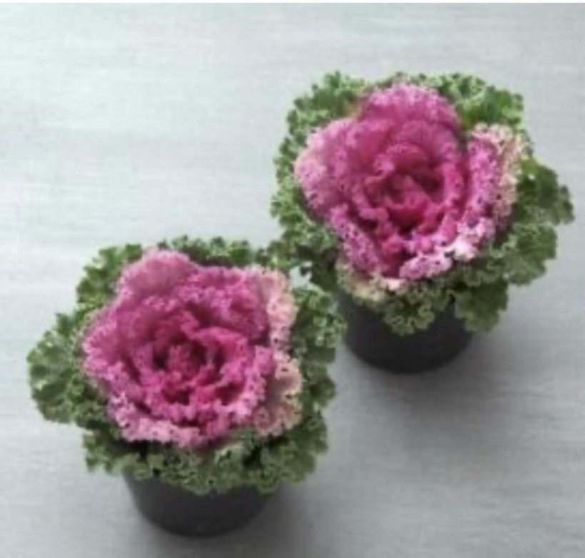 Декоративна капуста Kamome F1 Bright Red