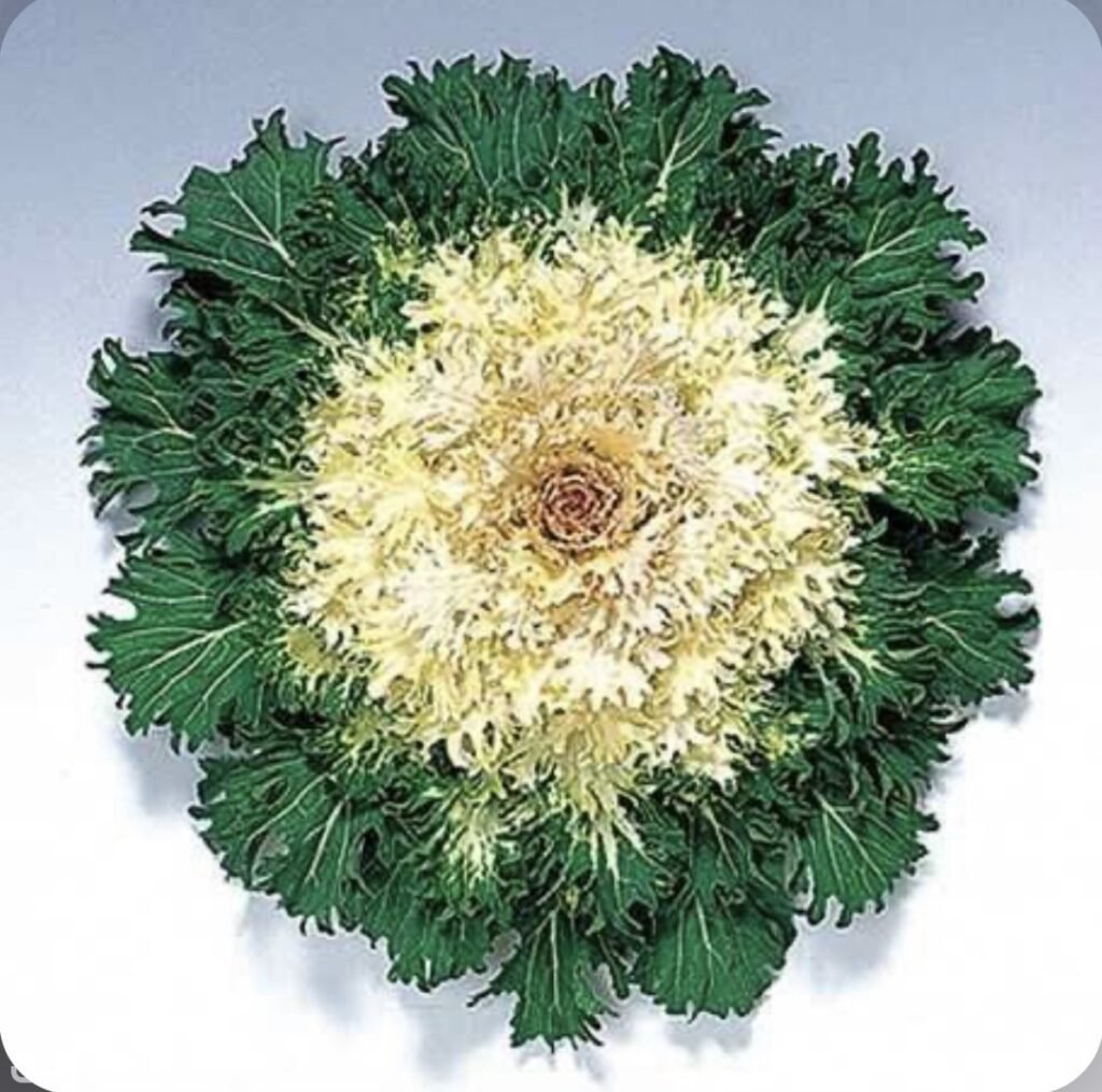 Декоративна капуста Coral F1 Prince, 5шт