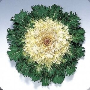 Декоративна капуста Coral F1 Prince, 5шт