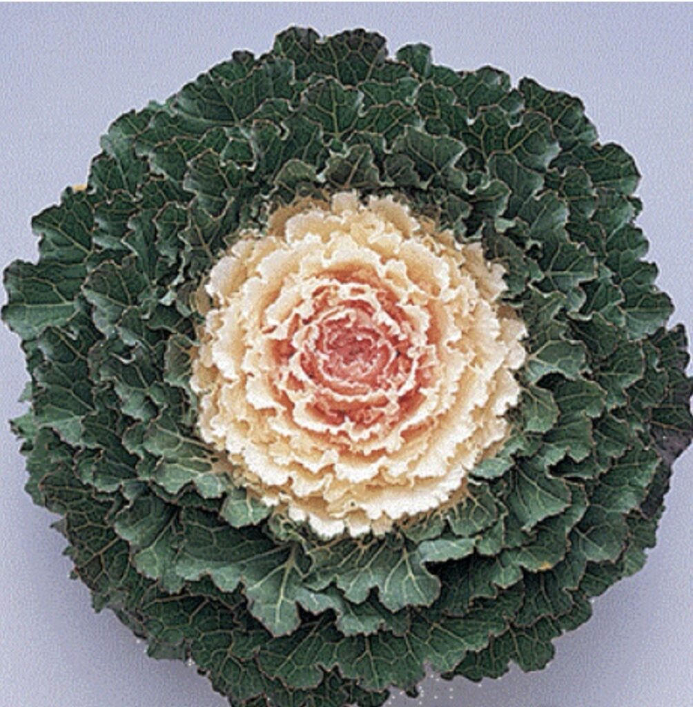 Декоративна капуста Songbird F1 White, 5шт