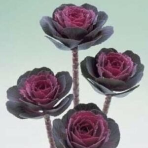 Декоративна капуста Crane F1 Rose, 5шт