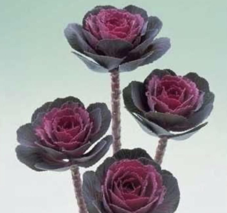 Декоративна капуста Crane F1 Rose, 5шт