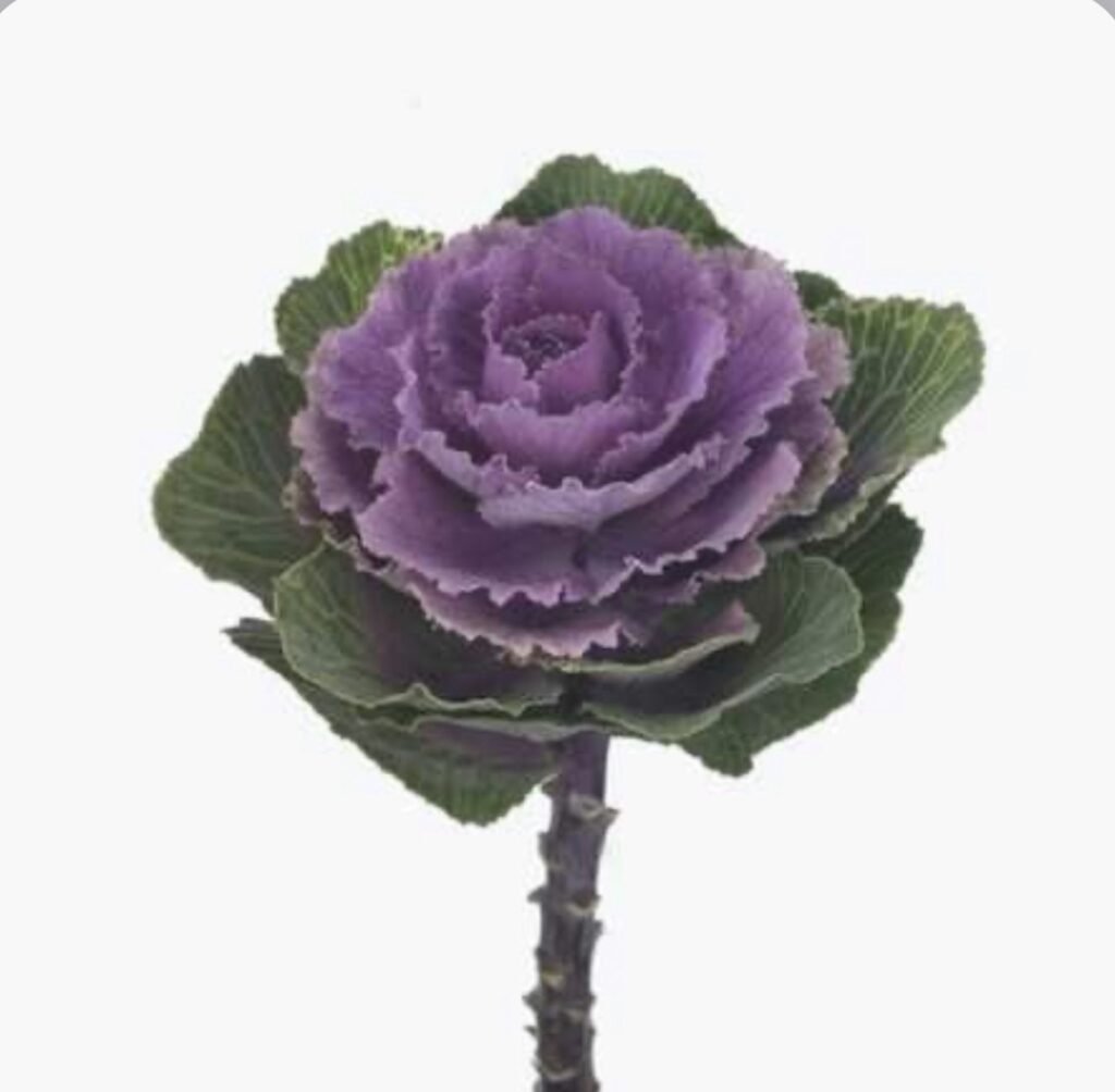 Декоративна капуста Crane F1 Ruby