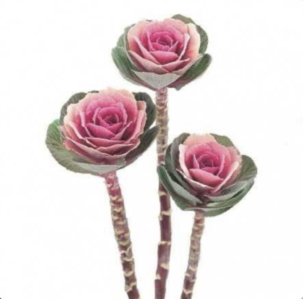 Декоративна капуста Crane F1 Pink, 5 шт