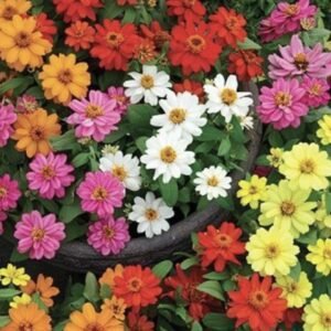 Цинія Belize Double F1 Formula Mix, 5 шт