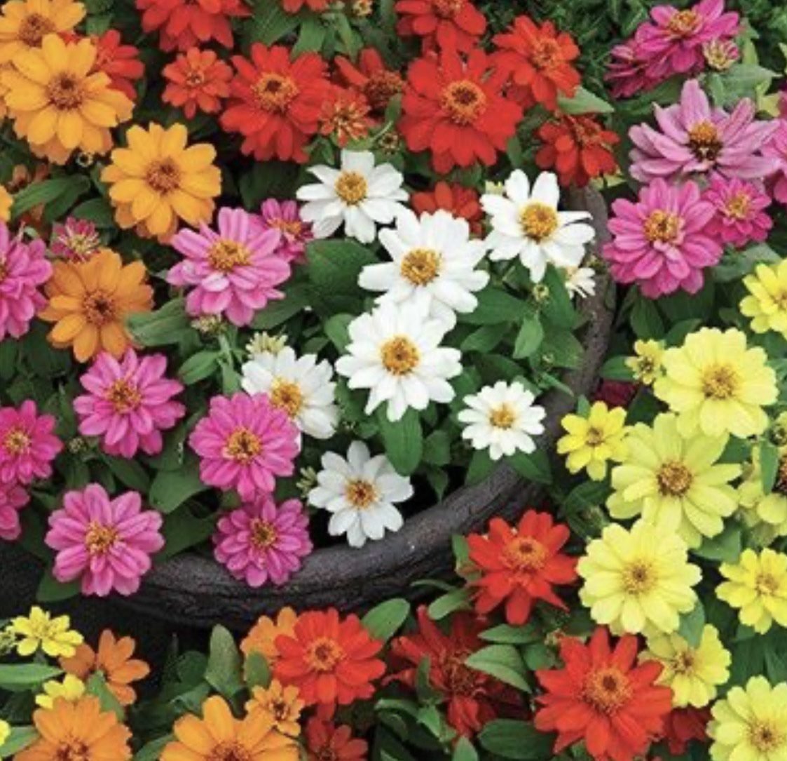 Цинія Belize Double F1 Formula Mix, 5 шт Цинія Belize Double F1 Formula Mix, 5 шт