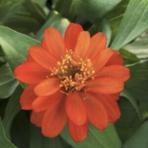 Цинія витончена Belize Double F1 Scarlet