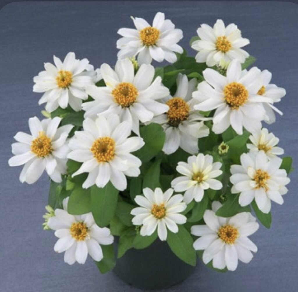 Цинія витончена Belize Double F1 White, 5 шт