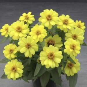 Цинія витончена Belize Double F1 Yellow, 5шт