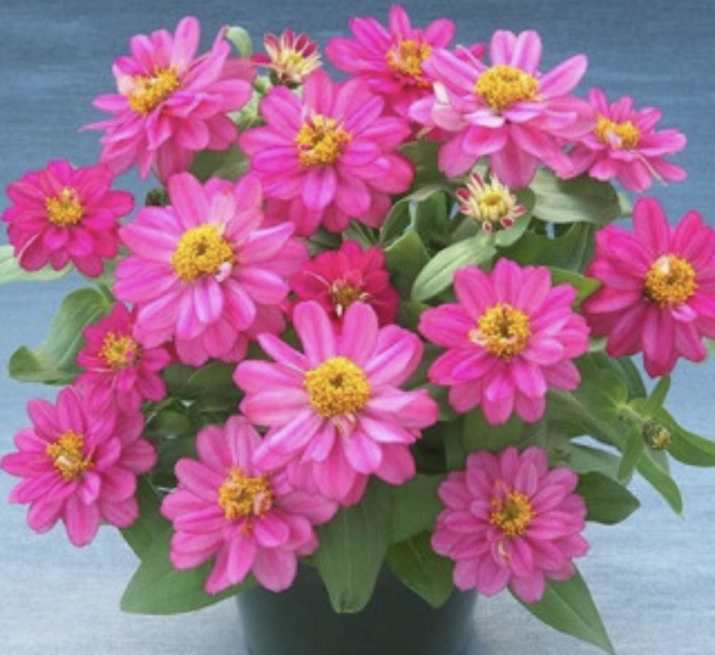 Цинія витончена Belize Double F1 Rose, 5шт