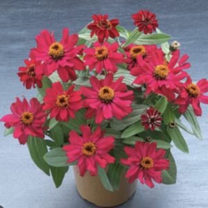 Цинія витончена Belize Double F1 Cherry, 5шт