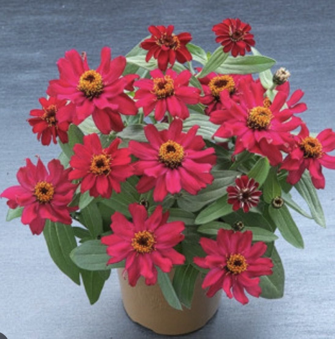 Цинія витончена Belize Double F1 Cherry, 5шт Цинія витончена Belize Double F1 Cherry, 5шт