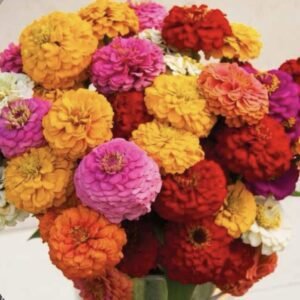 Цинія Oklahoma Mix, 10шт