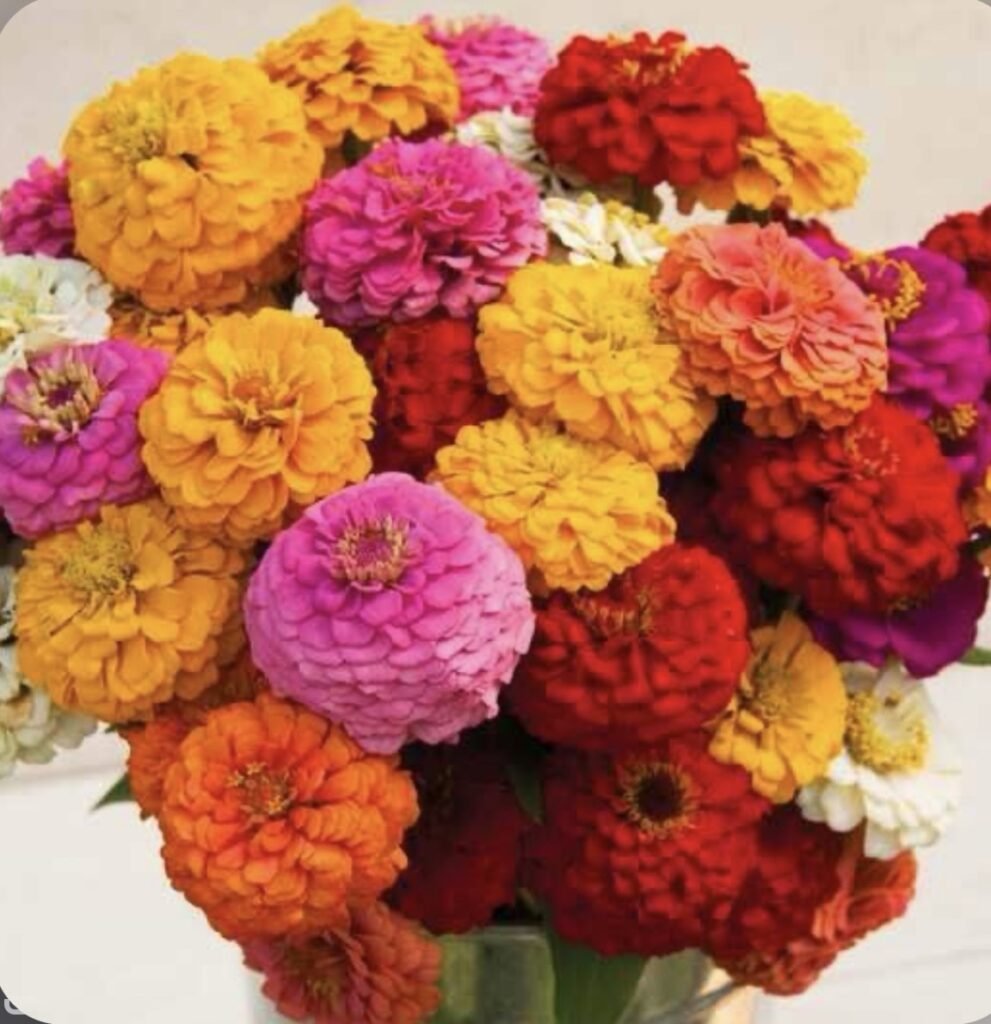 Цинія Oklahoma Mix, 10шт