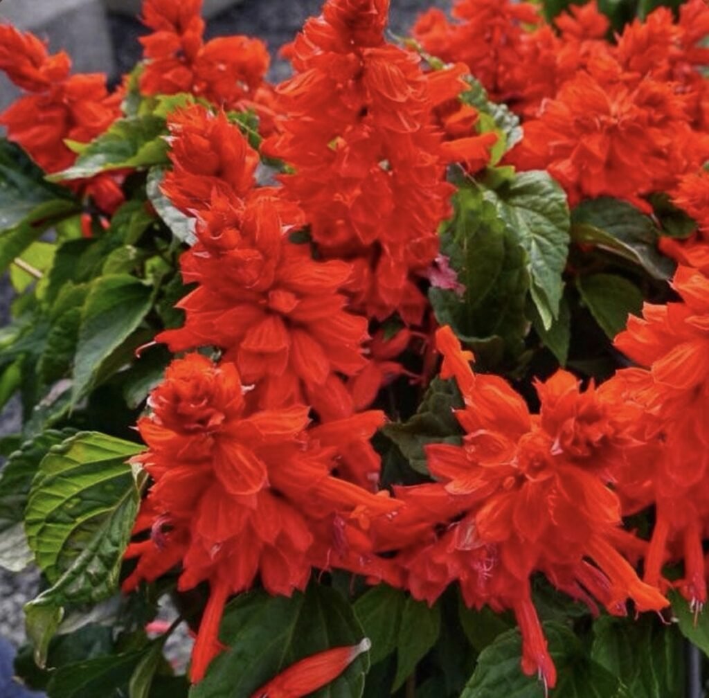 Сальвія блискуча Carabiniere Red, 10 шт