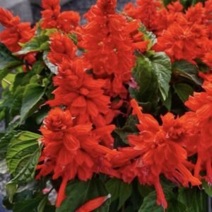 Сальвія блискуча Carabiniere Red, 10 шт