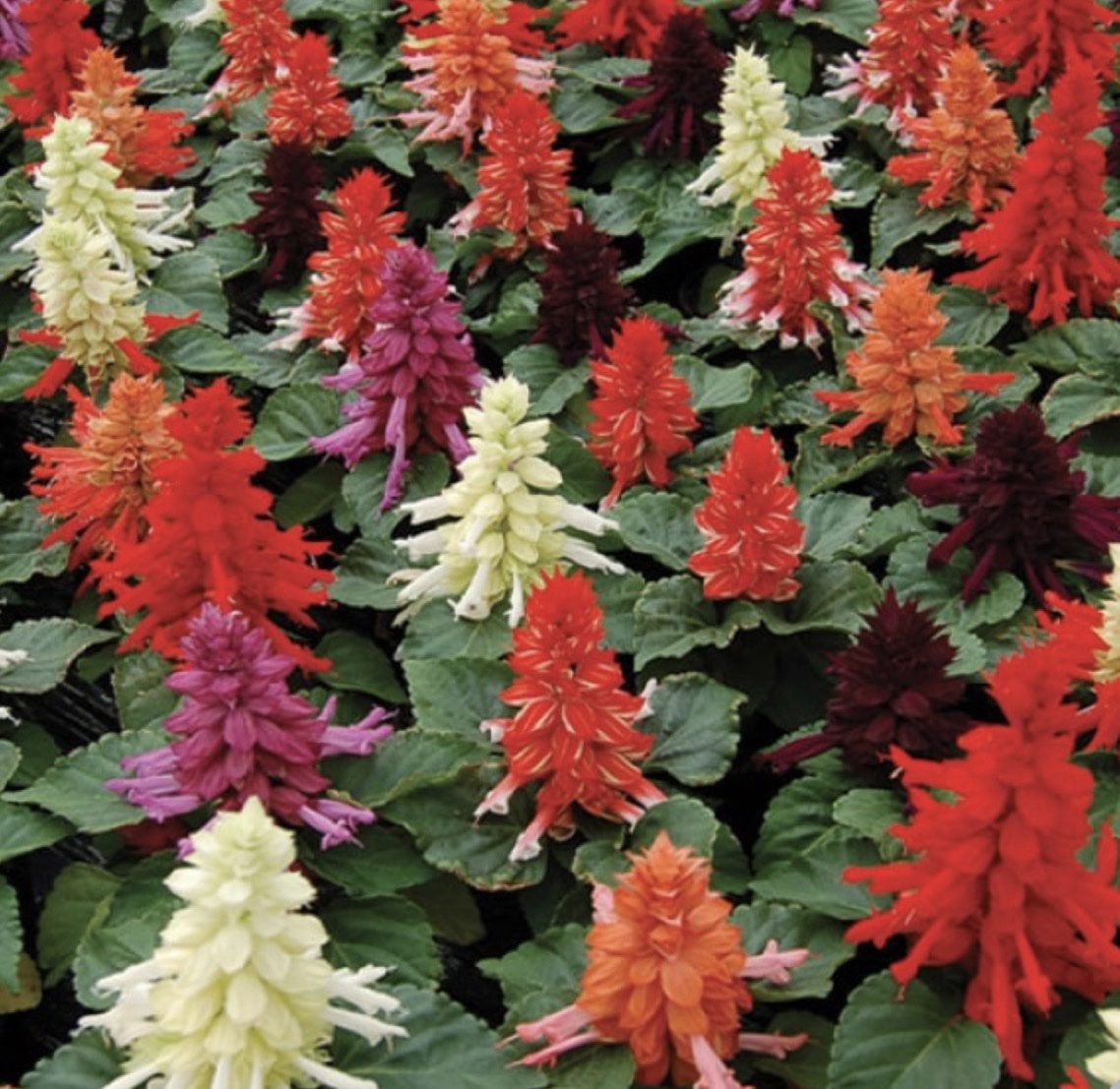 Сальвія блискуча Reddy Full Mixture, 10шт Сальвія блискуча Reddy Full Mixture, 10шт